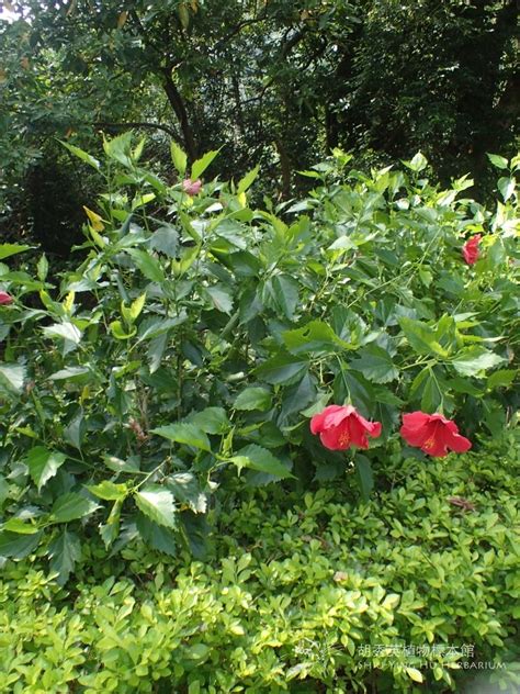 黃色扶桑花|袁晓辉 Rita : 朱槿 Hibiscus (芙蓉/扶桑/大紅花)